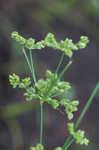 Tropical flatsedge